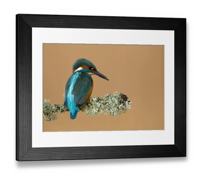 Framed Print : Kingfisher (Alcedo atthis) perched with lichen. Worcestershire, UK, March Framed Print : Kingfisher (Alcedo atthis) perched with lichen. Worcestershire, UK, March