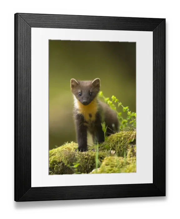 Framed Print : Pine Marten (Martes martes) portrait on mossy tree trunk. Scotland, UK, July