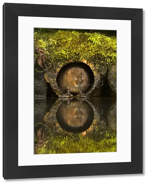 Water Vole (Arvicola amphibius) in a water pipe. Derbyshire, UK, March