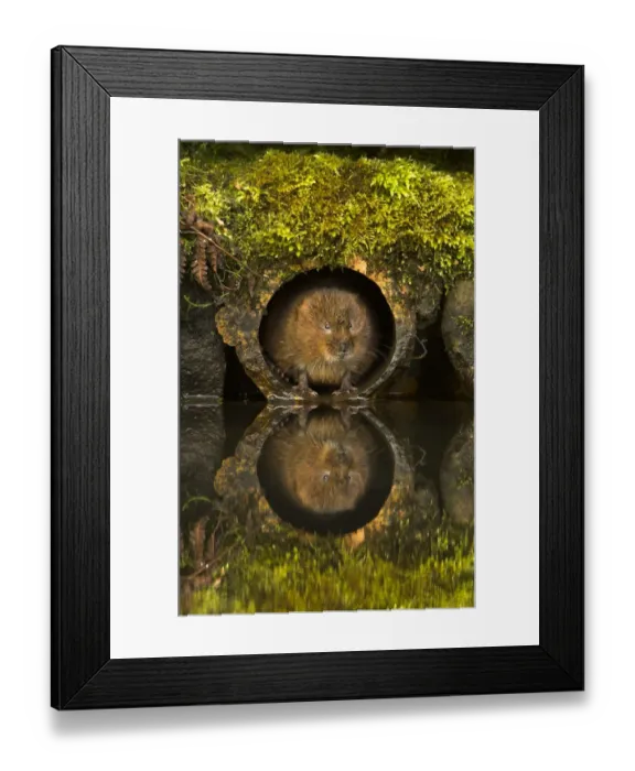 Framed Print : Water Vole (Arvicola amphibius) in a water pipe. Derbyshire, UK, March Framed Print : Water Vole (Arvicola amphibius) in a water pipe. Derbyshire, UK, March