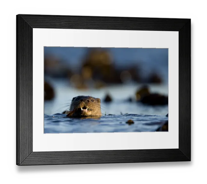 Framed Print : European river otter (Lutra lutra) swimming in the sea, Isle of Mull, Inner Hebrides Framed Print : European river otter (Lutra lutra) swimming in the sea, Isle of Mull, Inner Hebrides