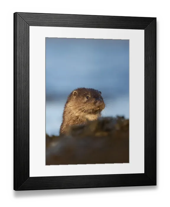 Framed Print : European river otter (Lutra lutra) resting amongst the seaweed, Isle of Mull, Inner Hebrides Framed Print : European river otter (Lutra lutra) resting amongst the seaweed, Isle of Mull, Inner Hebrides