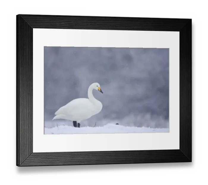 Framed Print : Whooper Swan (Cygnus cygnus) on snow, Caerlaverock WWT, Scotland, Solway, UK, January Framed Print : Whooper Swan (Cygnus cygnus) on snow, Caerlaverock WWT, Scotland, Solway, UK, January