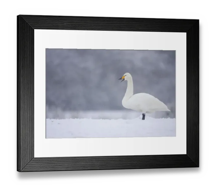 Framed Print : Whooper Swan (Cygnus cygnus) on snow, Caerlaverock WWT, Scotland, Solway, UK, January Framed Print : Whooper Swan (Cygnus cygnus) on snow, Caerlaverock WWT, Scotland, Solway, UK, January