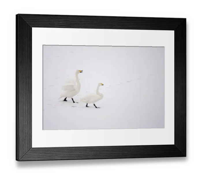 Framed Print : Whooper Swans (Cygnus cygnus) on snow, Caerlaverock WWT, Scotland, Solway, UK, January Framed Print : Whooper Swans (Cygnus cygnus) on snow, Caerlaverock WWT, Scotland, Solway, UK, January