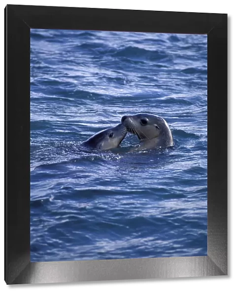 Australian sealion with young at sea surface {Neophoca cinerea} Australia