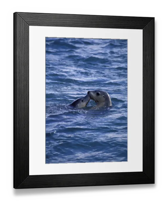 Framed Print : Australian sealion with young at sea surface {Neophoca cinerea} Australia Framed Print : Australian sealion with young at sea surface {Neophoca cinerea} Australia