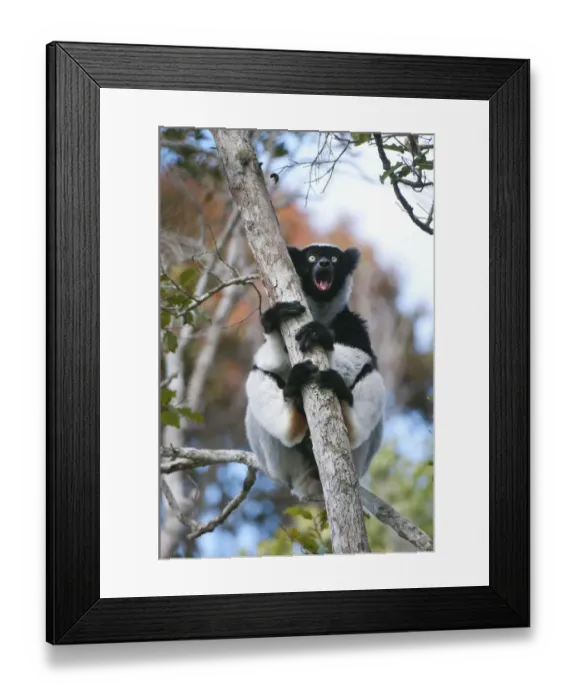 Framed Print : Indri (Indri indri) calling, Andasibe-Mantadia NP, Madagascar Framed Print : Indri (Indri indri) calling, Andasibe-Mantadia NP, Madagascar