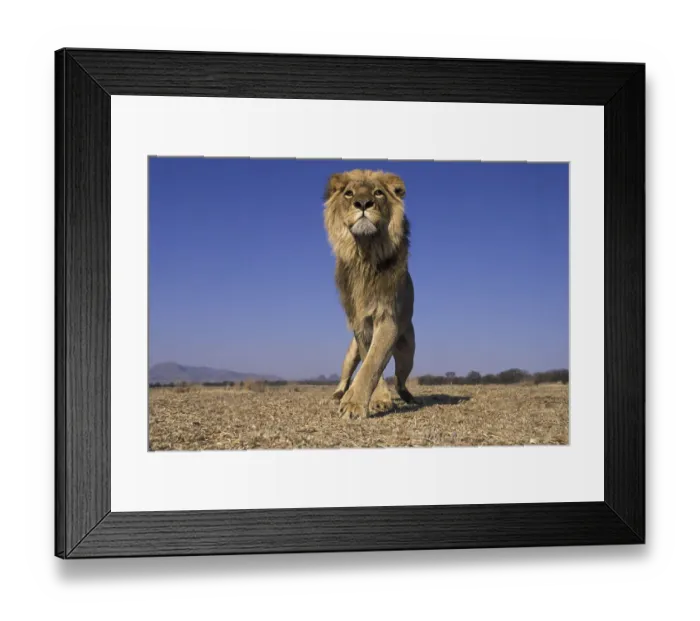 Framed Print : Lion (Panthera Leo) male, low angle shot, South Africa Framed Print : Lion (Panthera Leo) male, low angle shot, South Africa