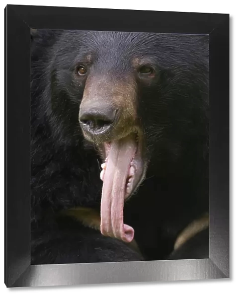 Asiatic black  /  Moon bear (Ursus thibetanus) head portrait with tongue hanging out