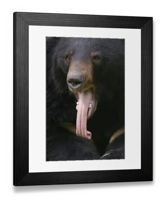 Framed Print : Asiatic black / Moon bear (Ursus thibetanus) head portrait with tongue hanging out Framed Print : Asiatic black / Moon bear (Ursus thibetanus) head portrait with tongue hanging out