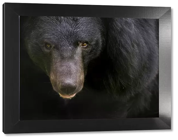 Asiatic black  /  Moon bear (Ursus thibetanus) portrait, captive