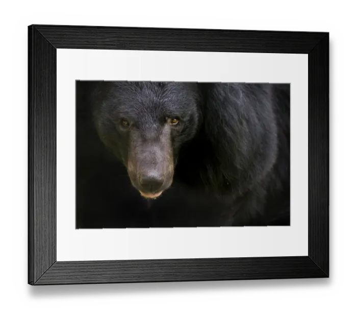 Framed Print : Asiatic black / Moon bear (Ursus thibetanus) portrait, captive Framed Print : Asiatic black / Moon bear (Ursus thibetanus) portrait, captive