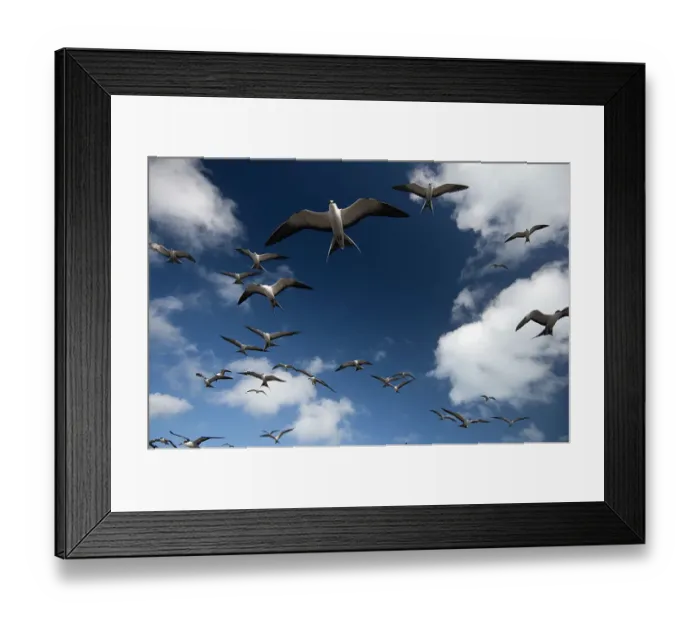 Framed Print : Sooty Terns (Onychoprion fuscata) flock in flight, Midway Island. Central Pacific Framed Print : Sooty Terns (Onychoprion fuscata) flock in flight, Midway Island. Central Pacific