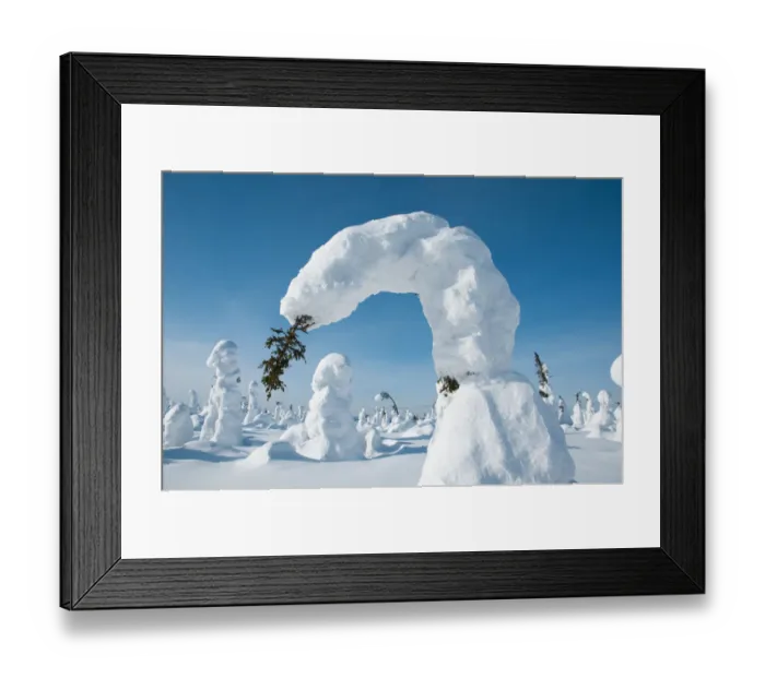 Framed Print : Conifer tree bent under the weight of snow, Kuntivaara, Finland Framed Print : Conifer tree bent under the weight of snow, Kuntivaara, Finland
