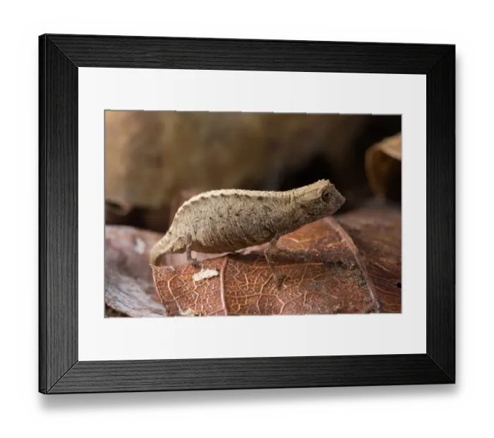 Framed Print : Nosy Be Pygmy Leaf Chameleon (Brookesia minima) female, worlds smallest reptile Framed Print : Nosy Be Pygmy Leaf Chameleon (Brookesia minima) female, worlds smallest reptile