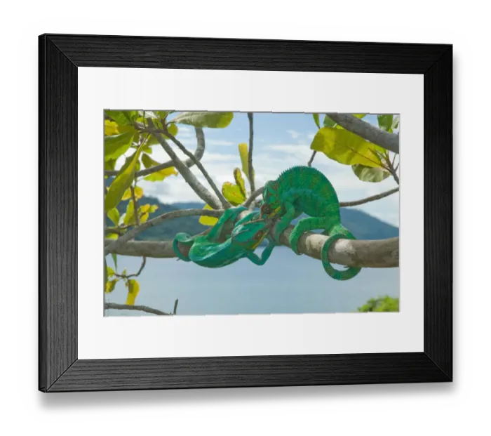 Framed Print : Male Panther Chameleons (Furcifer pardalis) fighting Framed Print : Male Panther Chameleons (Furcifer pardalis) fighting