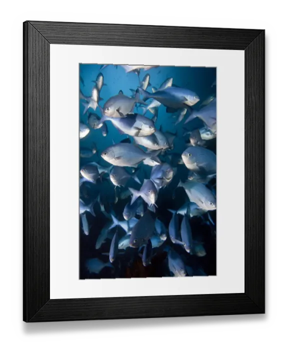 Framed Print : Blue Maomao (Scorpis violaceus) shoal, Poor Knights Islands, New Zealand, February Framed Print : Blue Maomao (Scorpis violaceus) shoal, Poor Knights Islands, New Zealand, February