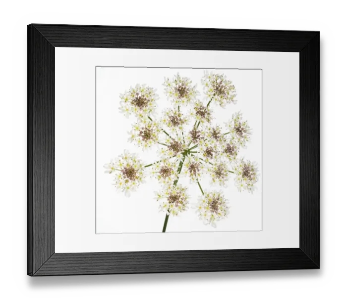 Framed Print : Hogweed (Heracleum sphondylium) flower head against white background. Scotland, UK Framed Print : Hogweed (Heracleum sphondylium) flower head against white background. Scotland, UK