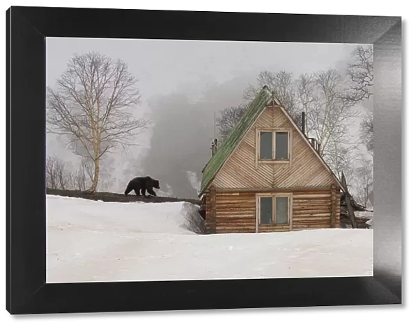 Ranger station in winter with Kamchatka Brown Bear (Ursus arctos beringianus), Kronotsky