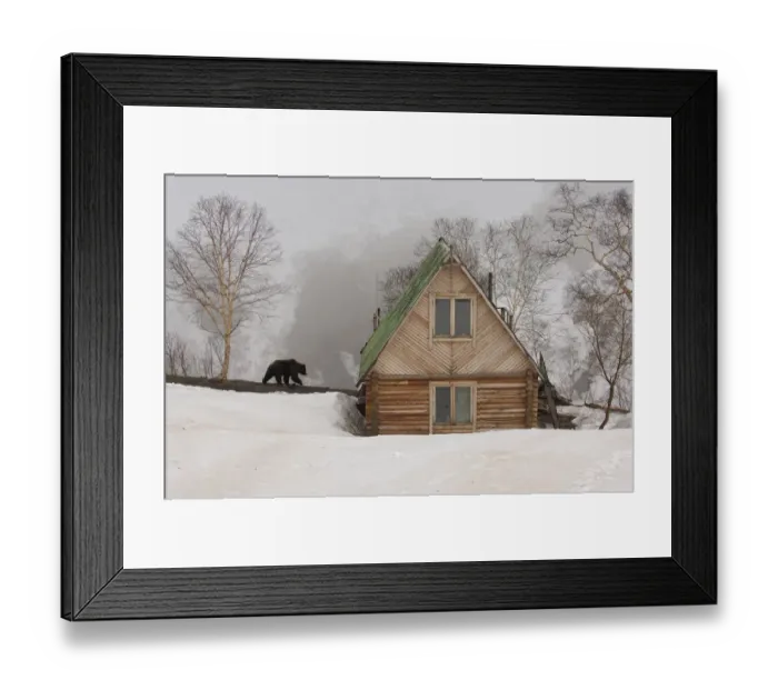 Framed Print : Ranger station in winter with Kamchatka Brown Bear (Ursus arctos beringianus), Kronotsky Framed Print : Ranger station in winter with Kamchatka Brown Bear (Ursus arctos beringianus), Kronotsky