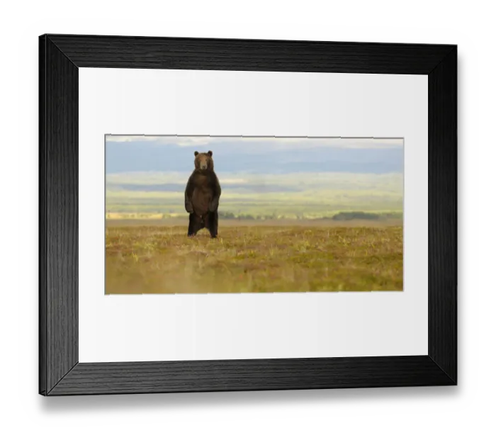 Framed Print : Kamchatka Brown Bear (Ursus arctos beringianus) stands on its back legs to more easily Framed Print : Kamchatka Brown Bear (Ursus arctos beringianus) stands on its back legs to more easily