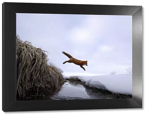 Red Fox (Vulpes vulpes) jumping across stream. Kronotsky Zapovednik Nature Reserve