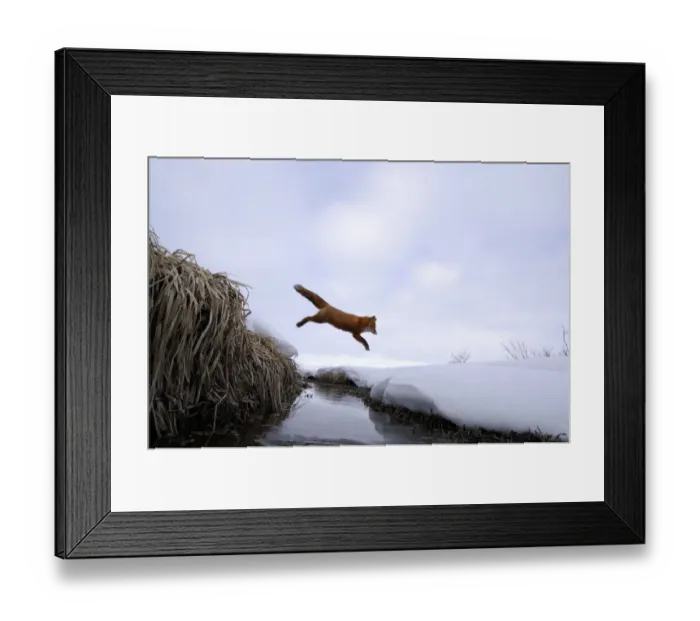 Framed Print : Red Fox (Vulpes vulpes) jumping across stream. Kronotsky Zapovednik Nature Reserve Framed Print : Red Fox (Vulpes vulpes) jumping across stream. Kronotsky Zapovednik Nature Reserve