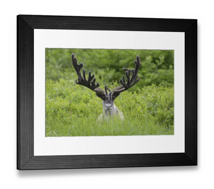 Framed Print : Portrait of male Reindeer (Rangifer tarandus) with large antlers, in velvet Framed Print : Portrait of male Reindeer (Rangifer tarandus) with large antlers, in velvet