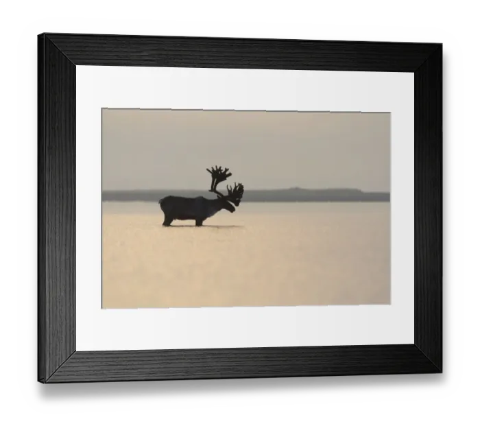 Framed Print : Large male Reindeer (Rangifer tarandus) standing in shallow waters of the Kronotsky lagoon Framed Print : Large male Reindeer (Rangifer tarandus) standing in shallow waters of the Kronotsky lagoon