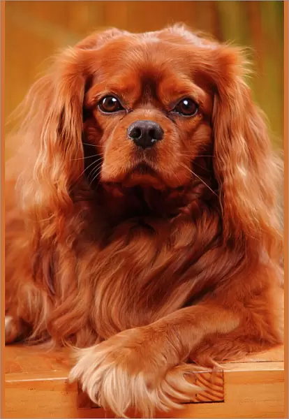 Cavalier King Charles Spaniel, male with ruby coat