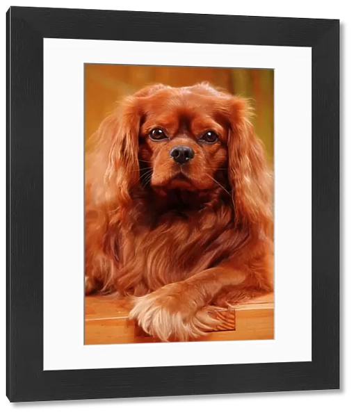 Cavalier King Charles Spaniel, male with ruby coat