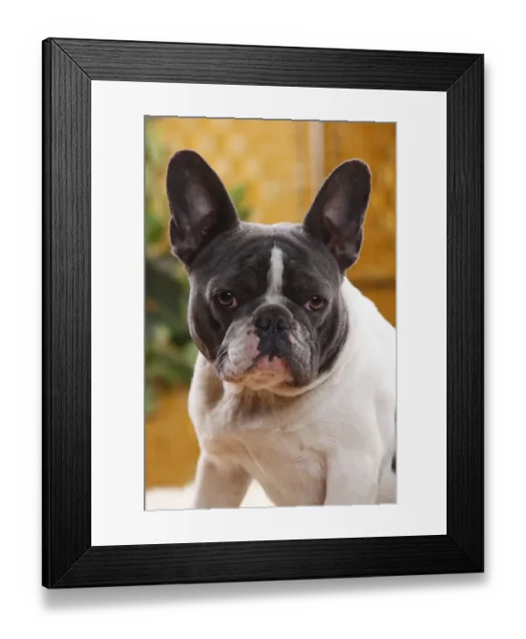 Framed Print : French Bulldog bitch with blue-white, aged one year