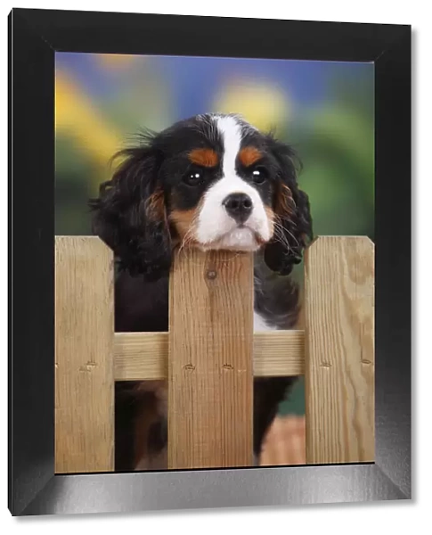 Cavalier King Charles Spaniel, male puppy with tricolor coat, aged 3 months, at