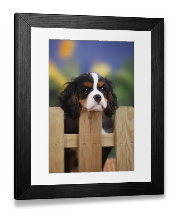 Framed Print : Cavalier King Charles Spaniel, male puppy with tricolor coat, aged 3 months