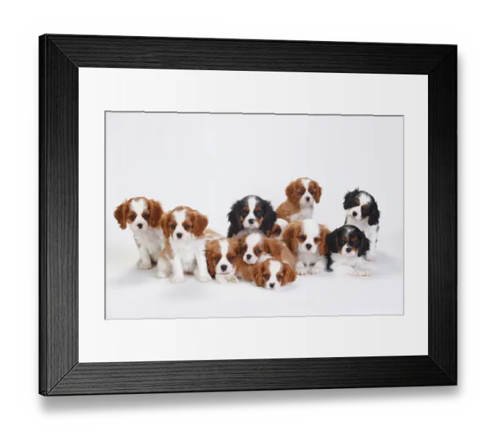 Framed Print : Large group of Cavalier King Charles Spaniel, puppies, three of which have tricolour coat Framed Print : Large group of Cavalier King Charles Spaniel, puppies, three of which have tricolour coat