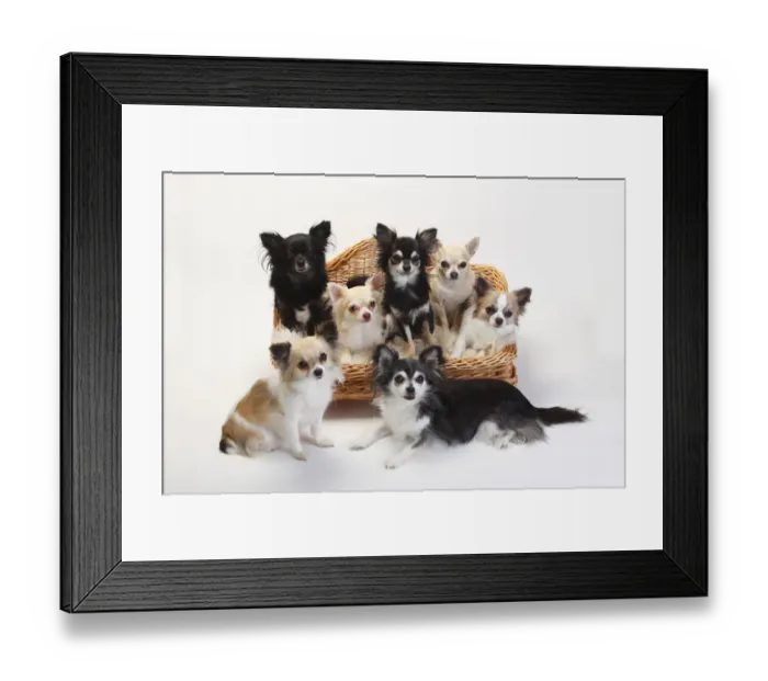 Framed Print : Chihuahuas, mixture of longhaired and short-haired sitting in basket Framed Print : Chihuahuas, mixture of longhaired and short-haired sitting in basket