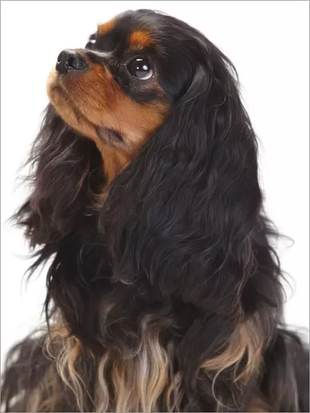 Cavalier King Charles Spaniel, bitch with black-and-tan coat