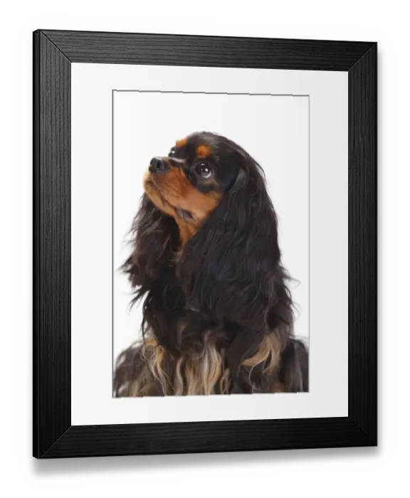 Framed Print : Cavalier King Charles Spaniel, bitch with black-and-tan coat Framed Print : Cavalier King Charles Spaniel, bitch with black-and-tan coat