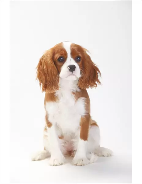 Cavalier King Charles Spaniel, puppy with blenheim coat sitting, aged 5 months