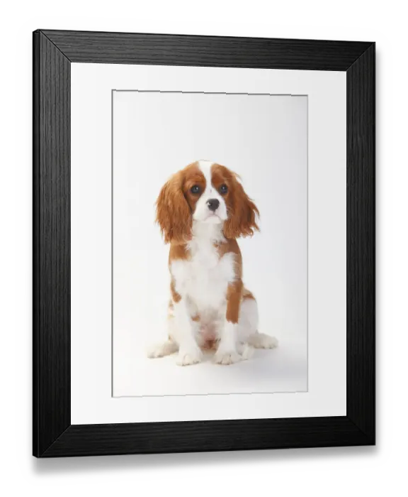 Framed Print : Cavalier King Charles Spaniel, puppy with blenheim coat sitting, aged 5 months Framed Print : Cavalier King Charles Spaniel, puppy with blenheim coat sitting, aged 5 months
