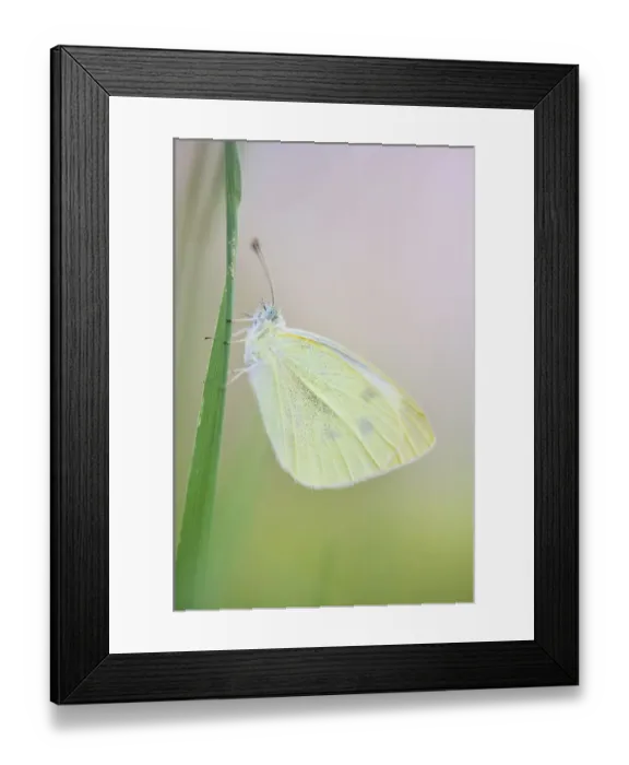 Framed Print : Large white butterfly (Pieris brassicae), Vallee de l Eure (Eure Valley), Eure-et-Loir Framed Print : Large white butterfly (Pieris brassicae), Vallee de l Eure (Eure Valley), Eure-et-Loir