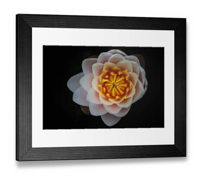 Framed Print : European White water lily, (Nymphaea alba) in flowers, Vallee de l Eure, Eure-et-Loir Framed Print : European White water lily, (Nymphaea alba) in flowers, Vallee de l Eure, Eure-et-Loir