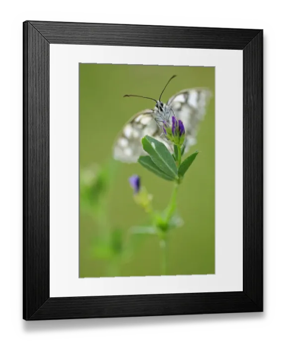 Framed Print : Marbled white butterfly (Melanargia galathea) nectaring on flower, Vallee de la Seille