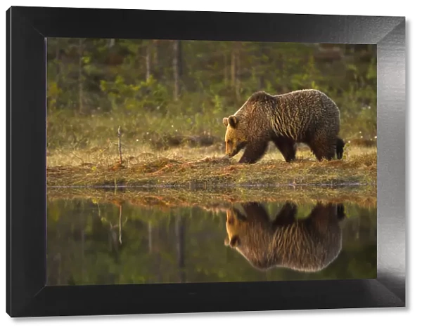 Brown Bear (Ursus arctos) by water, reflected. Finland, Europe, June