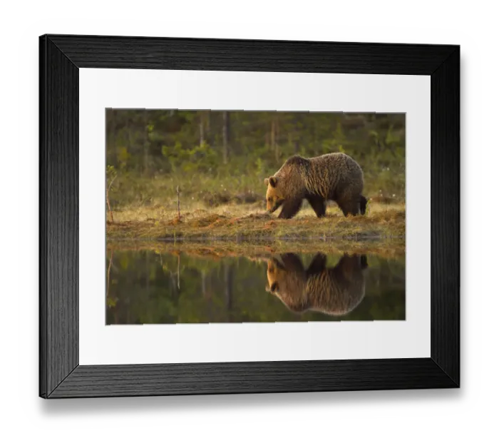 Framed Print : Brown Bear (Ursus arctos) by water, reflected. Finland, Europe, June Framed Print : Brown Bear (Ursus arctos) by water, reflected. Finland, Europe, June