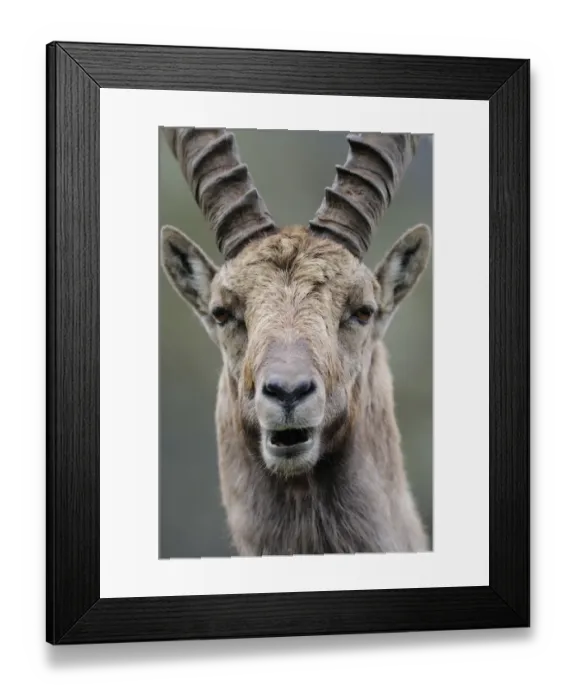 Framed Print : Male Ibex (Capra ibex), Aiguilles Rouges (Red Peaks) National Nature Reserve, Haute-Savoie Framed Print : Male Ibex (Capra ibex), Aiguilles Rouges (Red Peaks) National Nature Reserve, Haute-Savoie