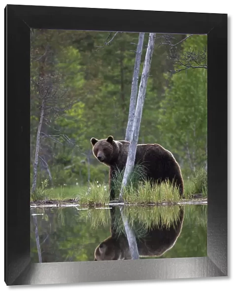 Brown Bear (Ursus arctos) and reflection in pond. Finland, Europe, June