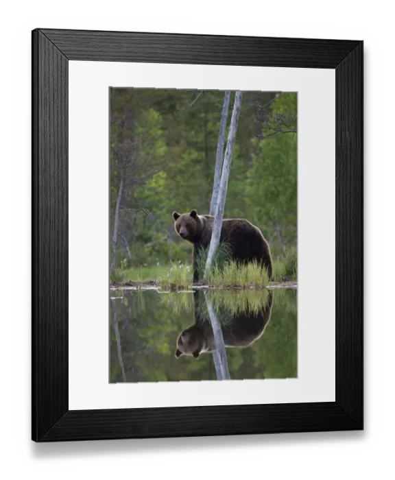 Framed Print : Brown Bear (Ursus arctos) and reflection in pond. Finland, Europe, June Framed Print : Brown Bear (Ursus arctos) and reflection in pond. Finland, Europe, June