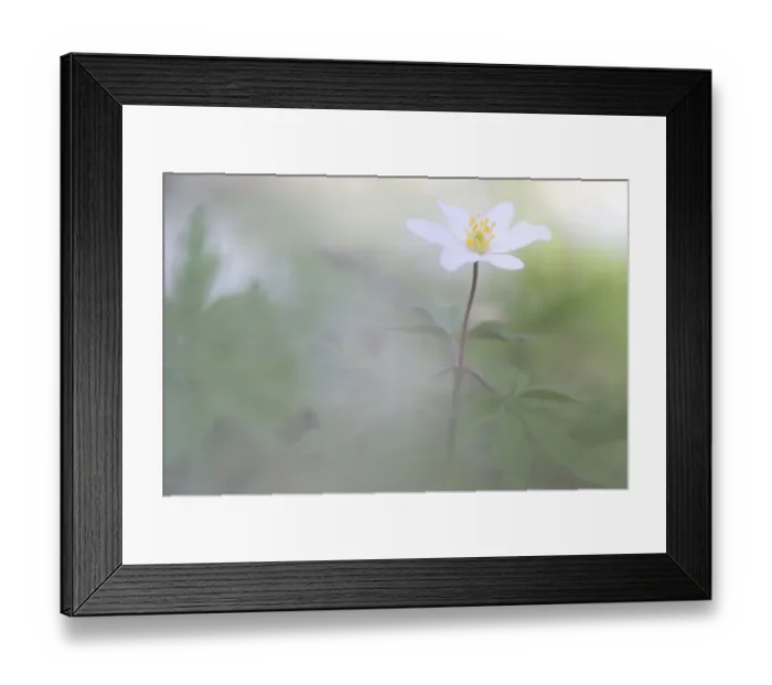 Framed Print : Wood anemone (Anemone nemorosa) in flower, Vallee des Cailles, Eure-et-Loir, France Framed Print : Wood anemone (Anemone nemorosa) in flower, Vallee des Cailles, Eure-et-Loir, France